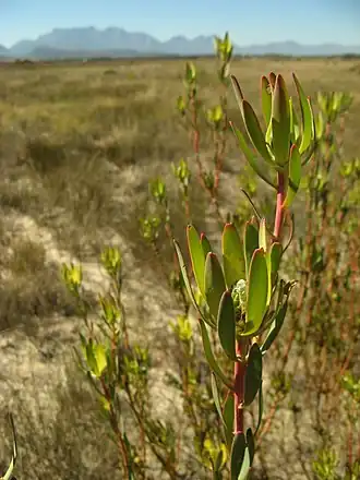 Description de l'image Leucadendron flexuosum 18885926.jpg.
