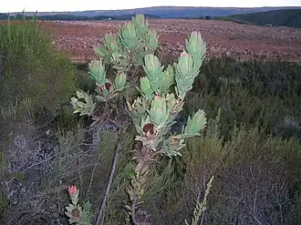 Description de l'image Leucadendron globosum 15442038.jpg.