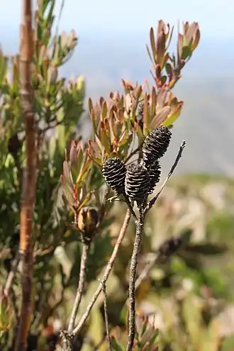 Description de l'image Leucadendron loeriense 15752622.jpg.