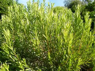 Description de l'image Leucadendron modestum.JPG.