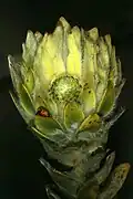 Inflorescence femelle