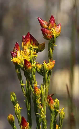 Description de l'image Leucadendron olens 11576166.jpg.