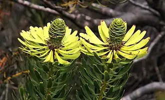 Description de l'image Leucadendron platyspermum 11625243.jpg.