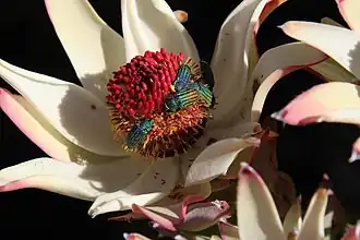 Description de l'image Leucadendron procerum 15927789.jpg.