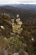 Plante dans son habitat.