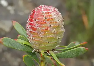 Description de l'image Leucadendron rourkei 60123078.jpg.