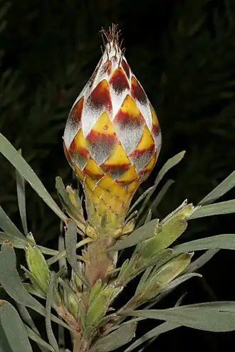 Description de l'image Leucadendron rubrum 1DS-II 2-3764.jpg.
