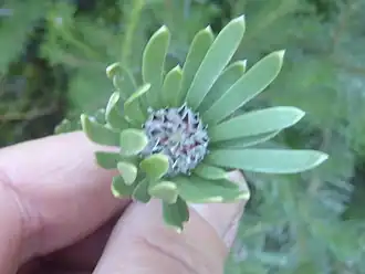 Description de l'image Leucadendron singulare 15271185.jpg.