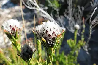 Description de l'image Leucadendron sorocephalodes 15414239.jpg.