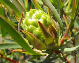 Description de l'image Leucadendronsalicifolium.jpg.