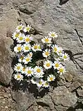 Leucanthemopsis alpina(Sottotribù Leucanthemopsidinae)