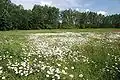 Biotope