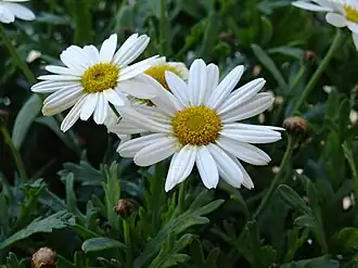 Description de l'image Leucanthemummaximum.jpg.