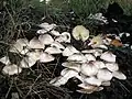 Leucoagaricus barssii (Zeller) Vellinga (2000)