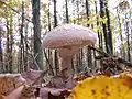 Leucoagaricus nympharum