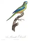 Illustration de Jacques Barraband dans Histoire Naturelle des Perroquets (1805) de François Levaillant.
