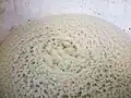 Levain de saccharomyces cerevisiae