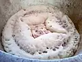 Levain de saccharomyces cerevisiae