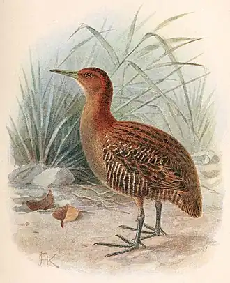 Description de l'image Lewinia muelleri.jpg.