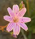 Fleur