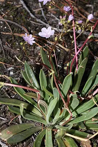 Description de l'image Lewisia columbiana 0022.JPG.