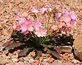 Fleur et feuilles