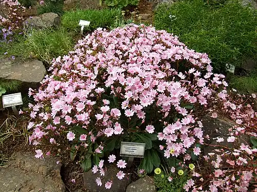 Sur un plant bien installé, la floraison peut être très importante.