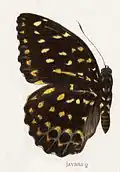 Lexias dirtea javana ♀.
