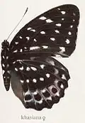Lexias dirtea khasiana ♀.