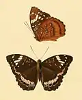 Lexias aeetes.