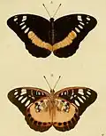 Lexias aeropa.