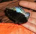 Lexias pardalis ♂.
