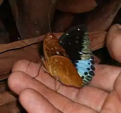 Lexias pardalis ♂.