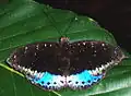 Lexias pardalis ♂.
