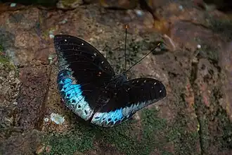 Mâle