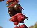Fruits