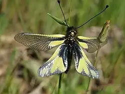 Ascalaphe soufré