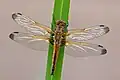 Femelle immature portant des taches distinctes au bout des ailes