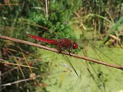 Libellule écarlate