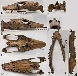 Holotype squelette de Libonectes morgani.