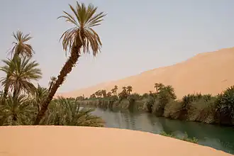 Datteraie naturelle/semi-sauvage/semi-agricole dans l'oasis d'Ubari (Libye)