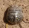 Libyaspis sp., Afrique du Sud