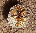 Libyaspis sp., face ventrale montrant les sillons sur les segments abdominaux caractéristiques de cette famille