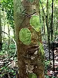 Tronc d'arbre avec lichens