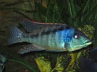Description de l'image Lichnochromis acuticeps 001.jpg.