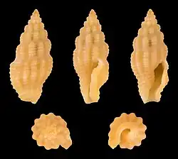 Lienardia crassicostata.