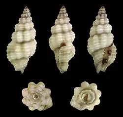 Lienardia falsaria.