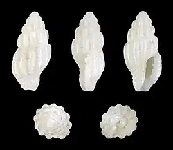 Lienardia vultuosa.