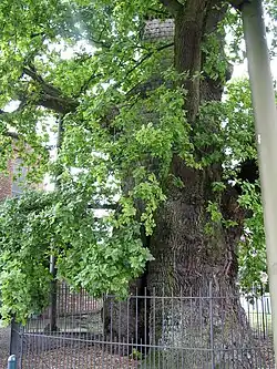 Arbre remarquable par son âge[Combien ?].