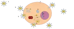 Cycle de vie d'un rétrovirus
